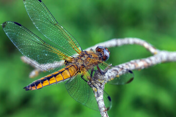 close up of a dragonfly