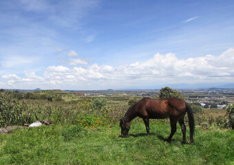 Obraz premium caballo campo