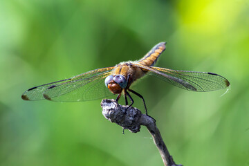 close up of a dragonfly