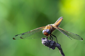 close up of a dragonfly