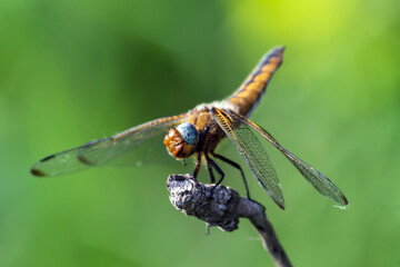 close up of a dragonfly