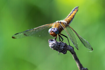 close up of a dragonfly