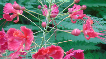 red flowers in the garden
