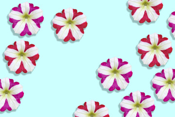 Fototapeta na wymiar fiori sfondo con fiori surfinia 