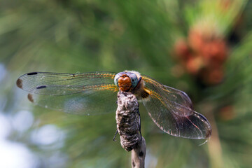 dragonfly on a branch