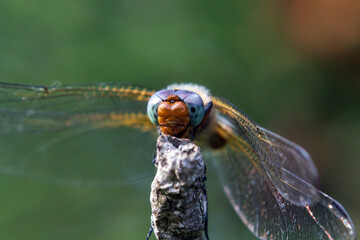 dragonfly on a leaf