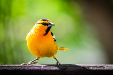 Bullocks Oriole