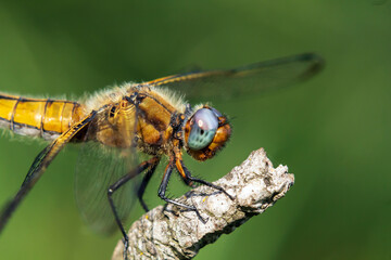 dragonfly on a leaf
