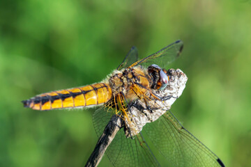dragonfly on a leaf