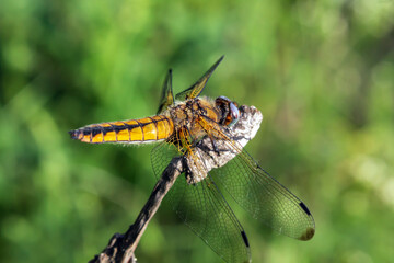 dragonfly on a leaf