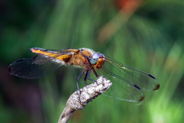 dragonfly on a leaf