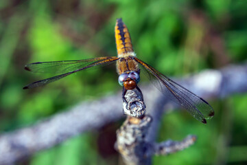 dragonfly on a branch
