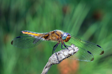 close up of a dragonfly