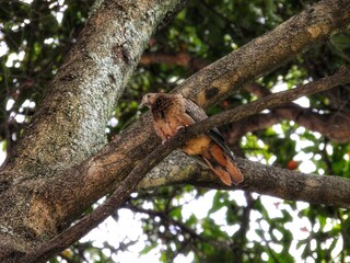 squirrel on a tree