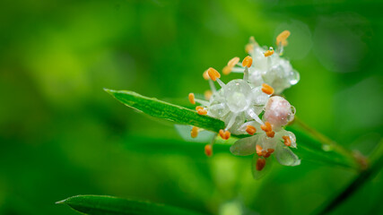 macro of a white flower