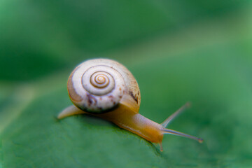 snail on green leaf