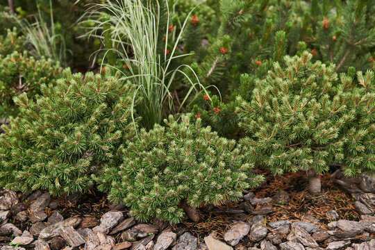 mugo pines in landscaping