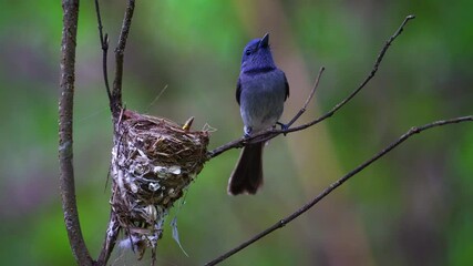 Black-naped Monarch birds catching insects come to feed the baby birds.