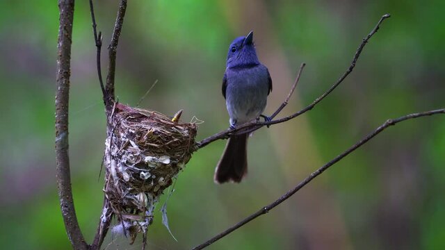 Black-naped Monarch birds catching insects come to feed the baby birds.