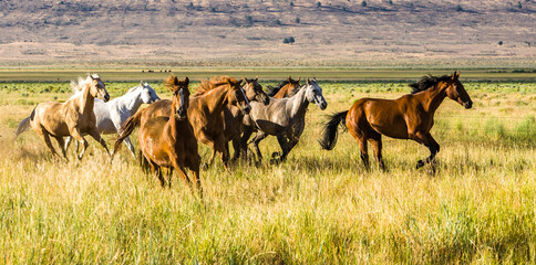 A herd of galloping horses on a cattle ranch near Paulina Oregon