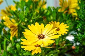 yellow dandelions on green background