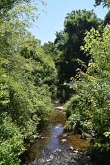 Fototapeta na wymiar A sunny creek on a summer's day