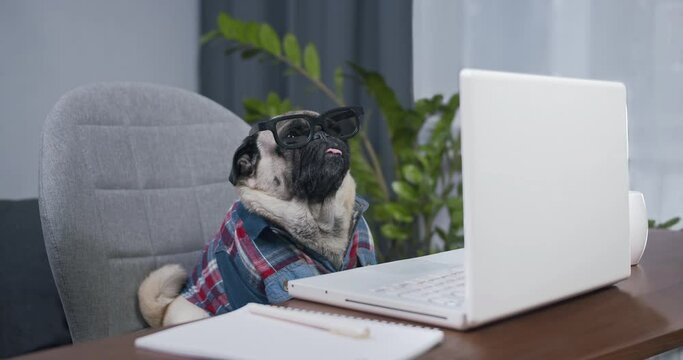 Funny business pug dog professional using computer sitting at home office desk. Busy pet worker freelancer working with notebook. watching interesting content, media, movie with laptop. 