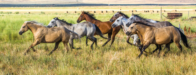 Eine Herde galoppierender Pferde auf einer Rinderfarm in der Nähe von Paulina, Oregon