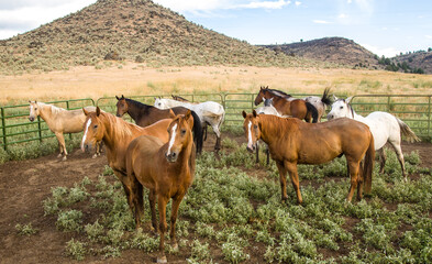 Naklejka na ściany i meble Horses in a corral on a cattle ranch near Paulina, Oregon.