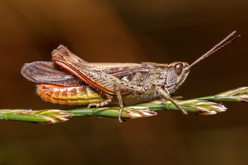 grasshopper on a leaf