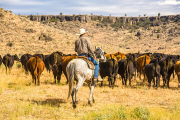 A cowboy and his dog moving a herd of cattle to another pasture on a ranch near Paulina, Oregon