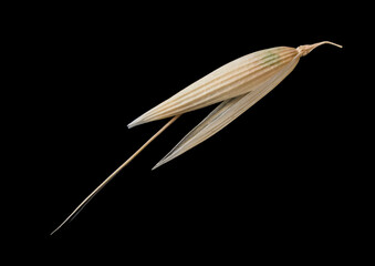 Macro. Closeup, Spikelet or ear of oat plant Avena barbata, wild unpeeled seeds against black background