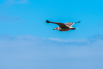 Adult Heermanns Gull (Larus Heermanni) bird flying the blue skies over a beach shore coast in southern sunny San Diego, California. Plumage is grey, black and white with orange bill and black tip.