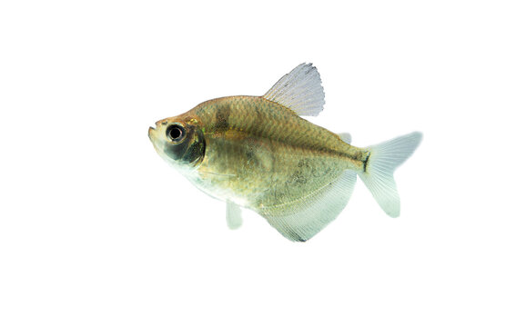 Tropical Black skirt tetra (Black widow) Gymnocorymbus ternetzi from small and slow moving creeks of South America isolated on white