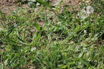 Lainzer Tiergarten, Wasserspiele, Tiere, Landschaft