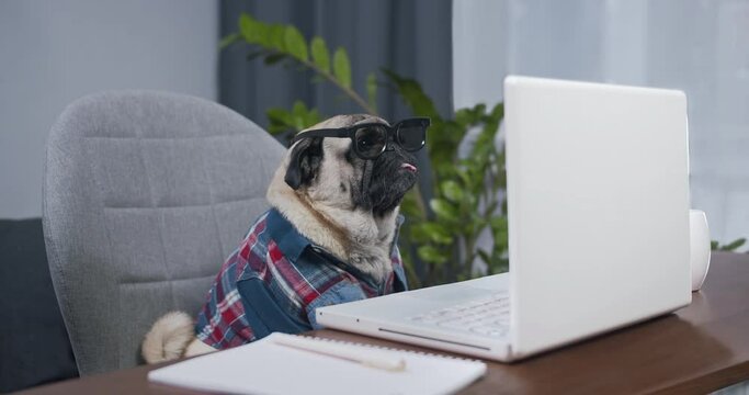 Serious pug dog professional expert with glasses using a laptop to send work emails, shop online to navigate on social networks or e-learning. Funny marketing concept