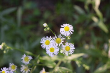 Five daisies in a garden
