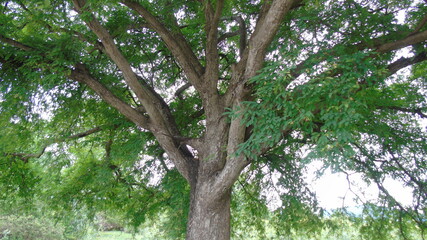 tree in the forest