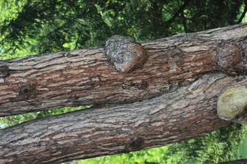 Lainzer Tiergarten