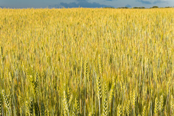 A big, immense wheat field on a sunny day in summer