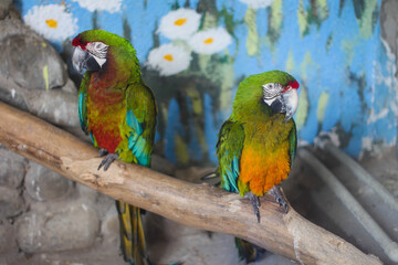 Macaw. Colorful parrot in zoo, Azerbaijan.