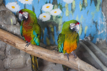 Macaw. Colorful parrot in zoo, Azerbaijan.