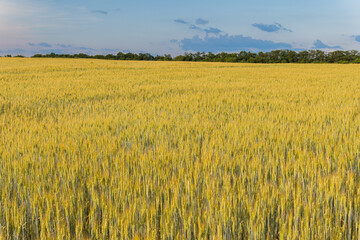 A big, immense wheat field on a sunny day in summer