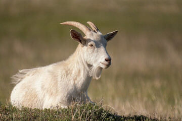 Cute goat on a green pasture field in the countryside. Portrait of an animal