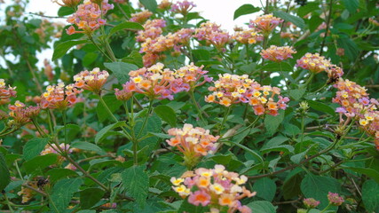 red and yellow flowers