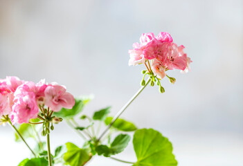 Close up Geranium or pelargonium flowers. Copy space