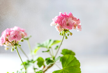 Close up Geranium or pelargonium flowers. Copy space