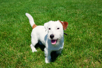 Cute dog Jack Russell Broken on green grass background. Pet care concept.