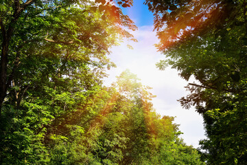 beautiful forest with sunlight shining through the trees.