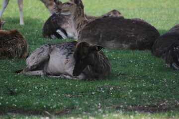 Der Lainzer Tiergarten